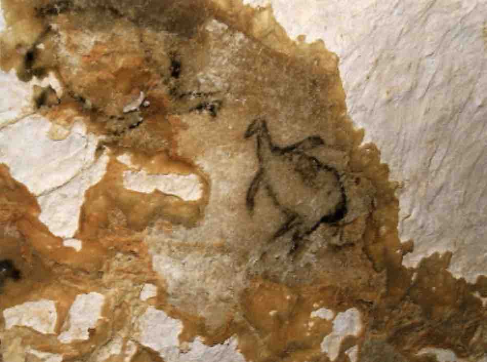 dessin préhistorique dans la grotte Cosquer
